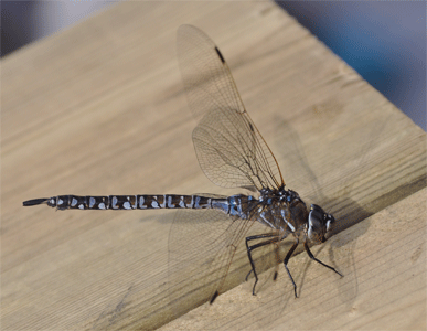 dragonfly.gif