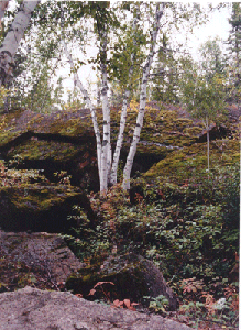 Birch Tree in limestone cliffs